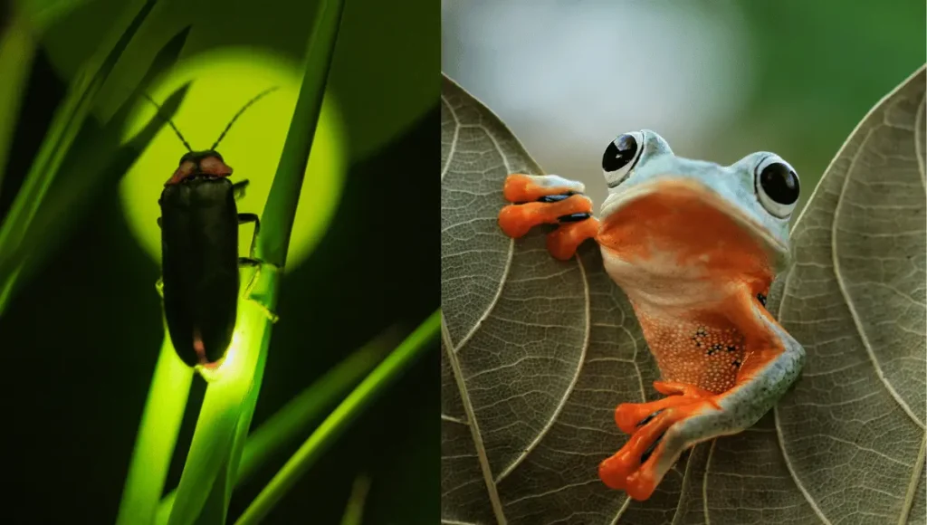 Do Frogs Eat Fireflies? Facts You Should Know