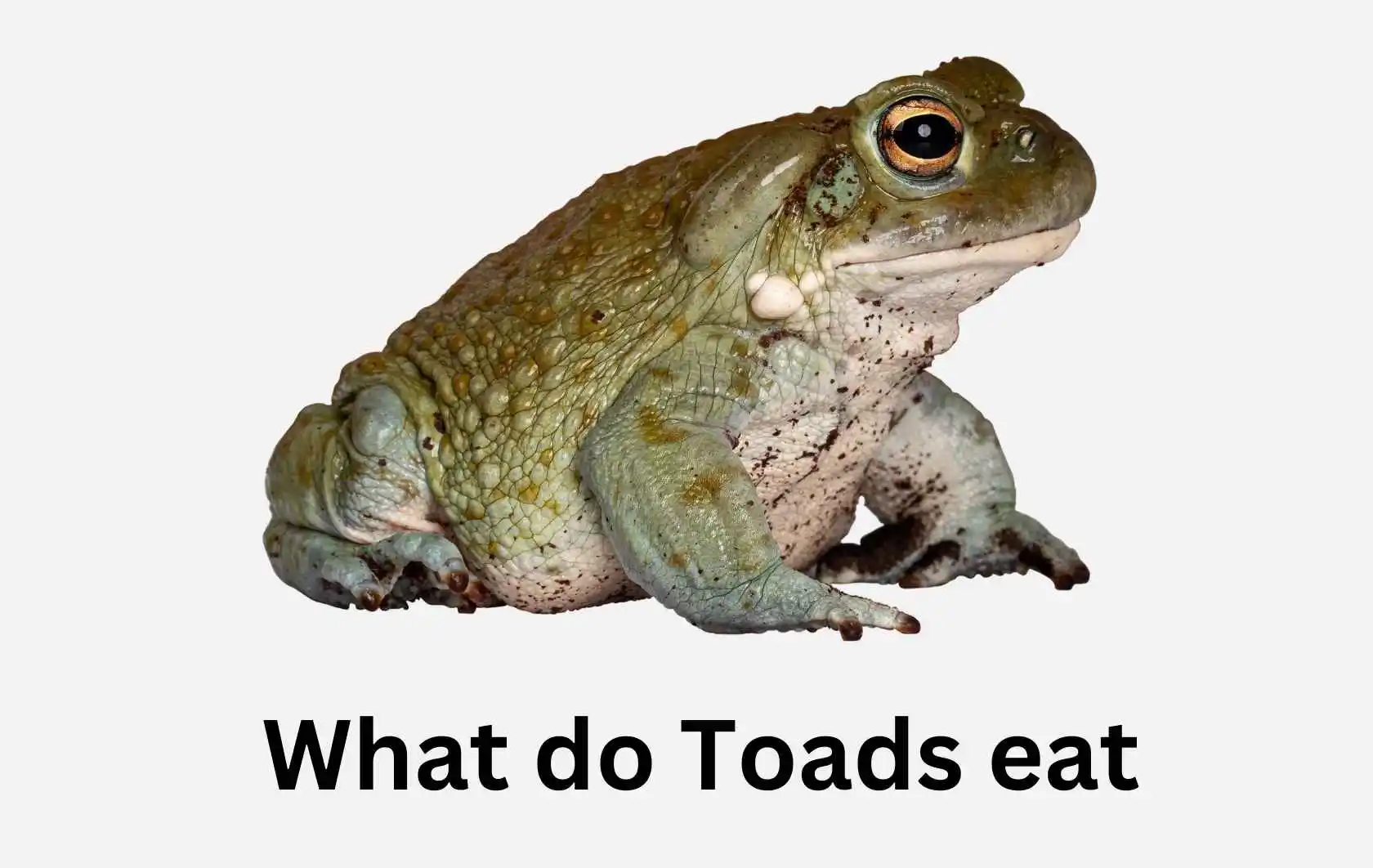 What do Toads eat | Things you Need to Know